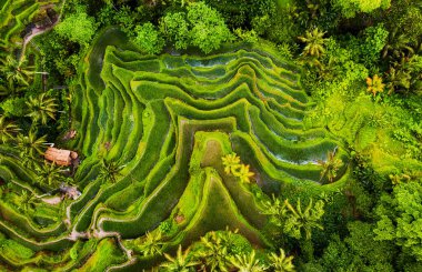 Pirinç teraslarında hava manzarası. İnsansız hava aracıyla manzara. Havadan tarımsal manzara. Yazın pirinç terasları. Bali, Endonezya.