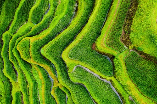 Aerial View Rice Terraces Landscape Drone Agricultural Landscape Air Rice — Stockfoto