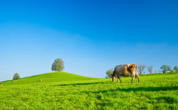 Una Vaca Pasto Día Soleado Agricultura Suiza Foto Alta Resolución —  Fotos de Stock