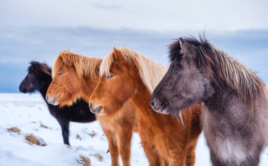 İzlanda 'da atlar. Grup halinde vahşi atlar. İzlanda 'da Westfjord' daki atlar. Vahşi hayvanlarla kompozisyon. Seyahat - resmi