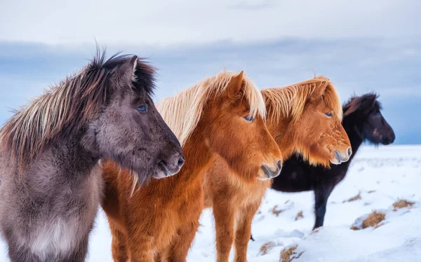 Chevaux Islande Chevaux Sauvages Groupe Chevaux Sur Westfjord Islande Composition — Photo