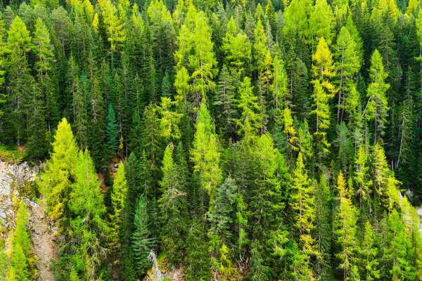 Bos Als Achtergrond Uitzicht Het Natuurlandschap Bergen Dennenbomen Grote Resolutie — Stockfoto