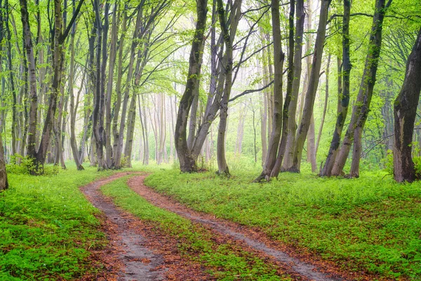 Bahar Ormanında Sis Ormanda Yağmurdan Sonra Doğal Bir Manzara Ormandan — Stok fotoğraf