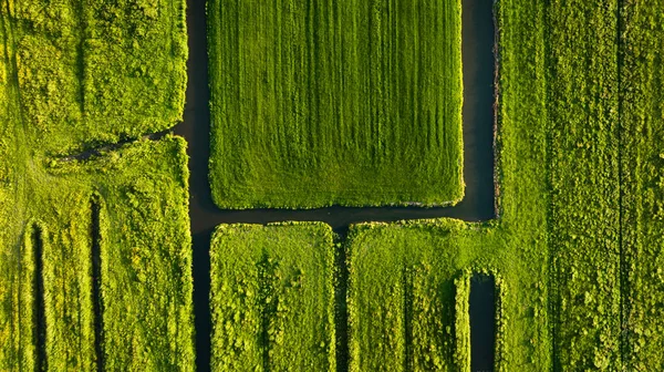 Pemandangan Udara Lapangan Hijau Belanda Kanal Dengan Air Untuk Pertanian — Stok Foto