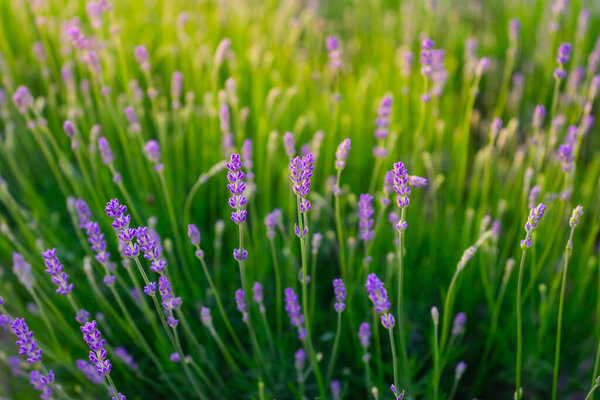 Lavender Green Grass Sunset Field Lavender Plants Aromatherapy Plants Background Stock Image