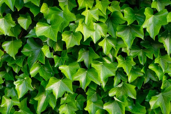 アイビーを背景に 壁に植物 抽象的な背景として緑の葉 デザインの写真 — ストック写真