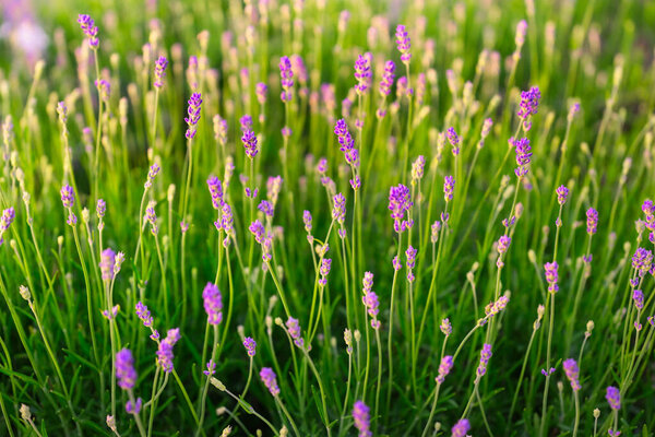 Lavender Green Grass Sunset Field Lavender Plants Aromatherapy Plants Background Stock Picture