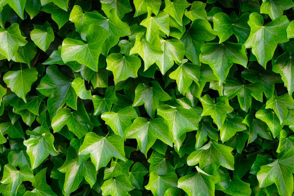 Ivy Background Plant Wall Green Leaves Abstract Background Photo Design Royalty Free Stock Images