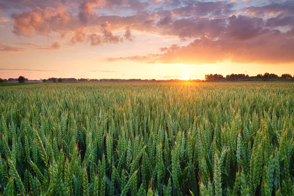 Field Wheat Sunset Landscape Summertime Agriculture Cultivation Crops Bright Sky Royalty Free Stock Images