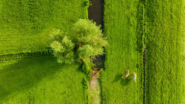 มมองทางอากาศของฟาร เกษตรกรรม มมองของส จากโดรน าในท งหญ — ภาพถ่ายสต็อก