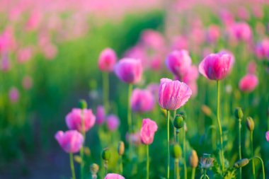 Poppies in the field. Spring flowers and fresh green grass. Plants as a background. Nature and plants.