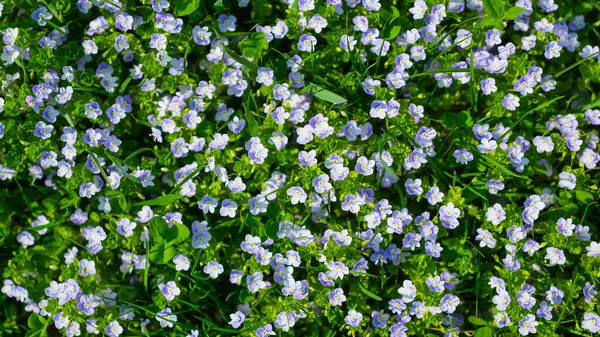 Spring Flowers Fresh Green Grass Plants Background Small Whole Flowers — стоковое фото