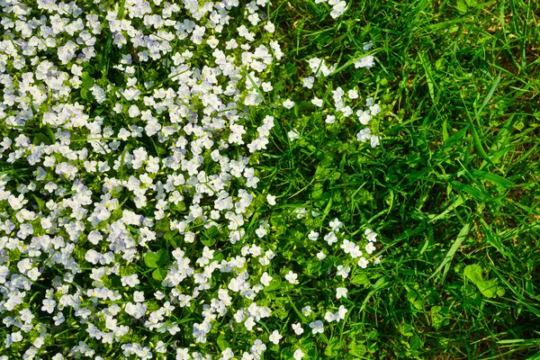 Spring Flowers Fresh Green Grass Plants Background Small Whole Flowers — стоковое фото