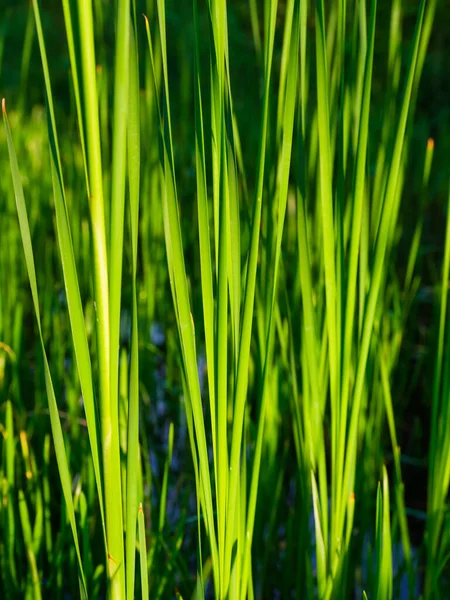 Frühling Frisches Gras Und Sonnenschein Pflanzen Für Den Hintergrund Foto — Stockfoto