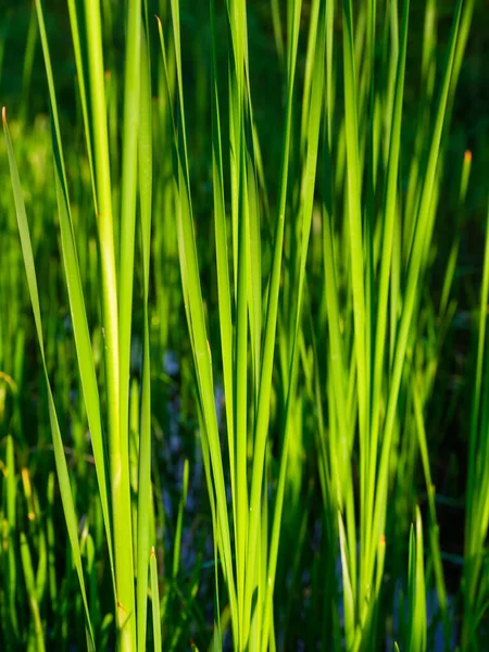 Primavera Grama Fresca Luz Sol Plantas Para Fundo Foto Para — Fotografia de Stock