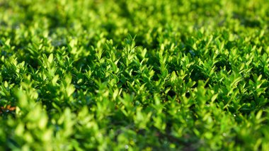 Bahar taze çimenler ve güneş ışığı. Arka plan için bitkiler. Tasarım için arkaplan fotoğrafı. Resim büyük çözünürlükte
