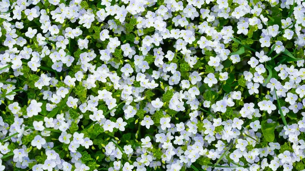Spring Flowers Fresh Green Grass Plants Background Small Whole Flowers — Foto de Stock