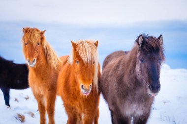 İzlanda 'da atlar. Grup halinde vahşi atlar. İzlanda 'da Westfjord' daki atlar. Vahşi hayvanlarla kompozisyon. Seyahat - resmi