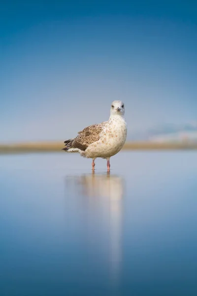 Seekor Burung Camar Pantai Burung Alam Liar Potret Seekor Burung — Stok Foto