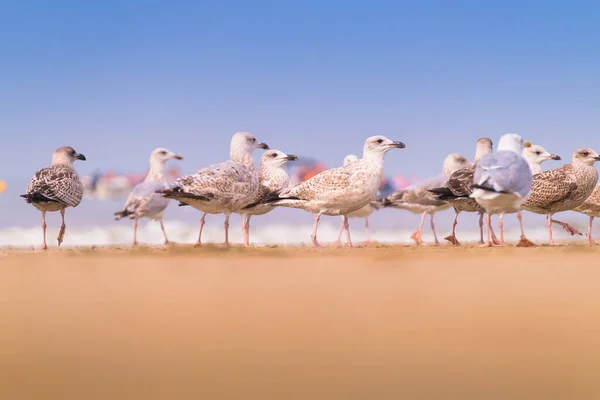 นกนางนวลบนชายฝ นกในป กระรอกย นอย บนชายหาด มนกตามหาอาหาร — ภาพถ่ายสต็อก