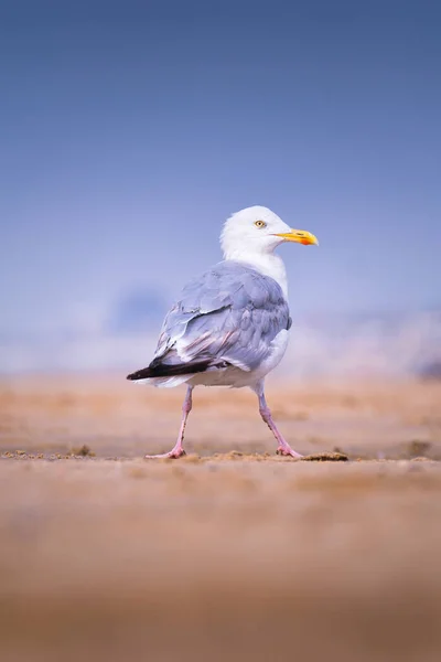 นกนางนวลบนชายฝ นกในป ปนกนางนวล นกนางนวลย นอย บนชายหาด — ภาพถ่ายสต็อก