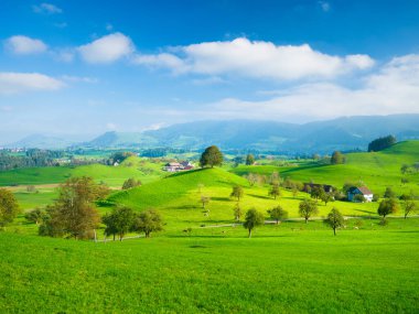 Tarlalar ve çayırlar. Yaz mevsiminde doğal manzara. Tepedeki ağaç. Gün batımından önce manzara. Yüksek çözünürlüklü fotoğraf.