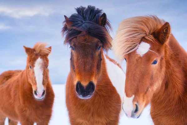 Horses in Iceland. Wild horses in a group. Horses on the Westfjord in Iceland. Composition with wild animals. Travel -image