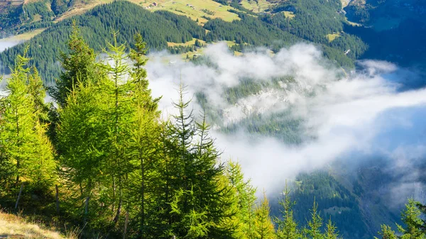 Berg Skog Och Äng Bergsdalen Dimman Schweiziskt Landskap Sommaren Stor — Stockfoto