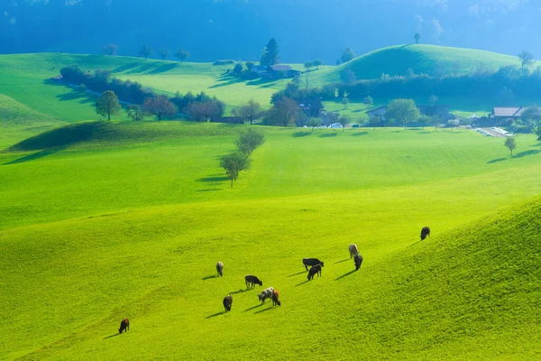 Une Vache Dans Pâturage Par Une Journée Ensoleillée Agriculture Suisse — Photo