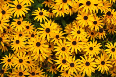 Bahar çiçekleri. Sarı renk. Arkaplan olarak bitkiler. Küçük bütün çiçekler. Doğa ve bitkiler.