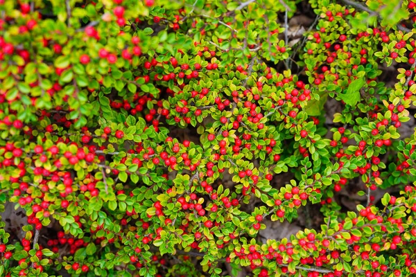 Ripe Berries Bush Background Harvest Time Autumn Healthy Nutrition Vitamins — Stock Photo, Image