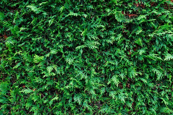 抽象的な背景として草 背景の植物 背景としてのデザインのための写真 大解像度での画像 — ストック写真