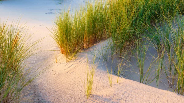 Grass Sand Soft Light Sunset Sandy Shore Low Tide Travel — Stock Photo, Image