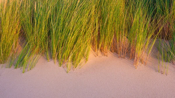 Gras Sand Sanftes Licht Bei Sonnenuntergang Ein Sandiges Ufer Bei — Stockfoto