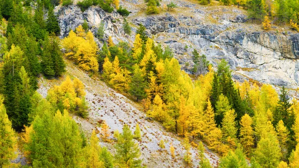 Autumn Forest Background View Natural Landscape Mountains Pine Trees Large — Stock Photo, Image