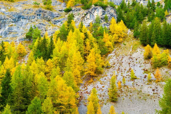 Herfst Bos Als Achtergrond Uitzicht Het Natuurlandschap Bergen Dennenbomen Grote — Stockfoto