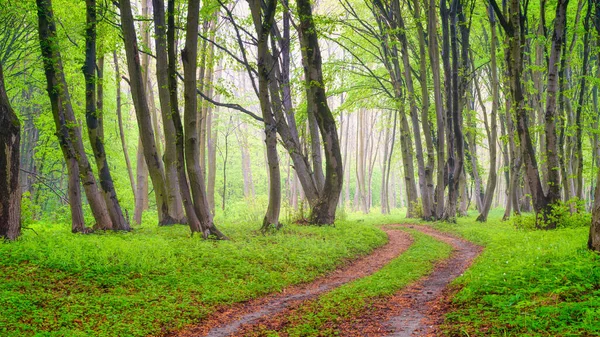 春天森林里的雾气 柔和的光 森林里雨后的自然景观 穿过森林的路将景观作为设计和墙纸的背景 — 图库照片