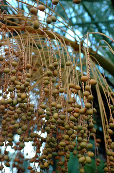 Tree's fruits — Stock Photo, Image