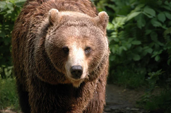 Urso marrom na Polônia — Fotografia de Stock