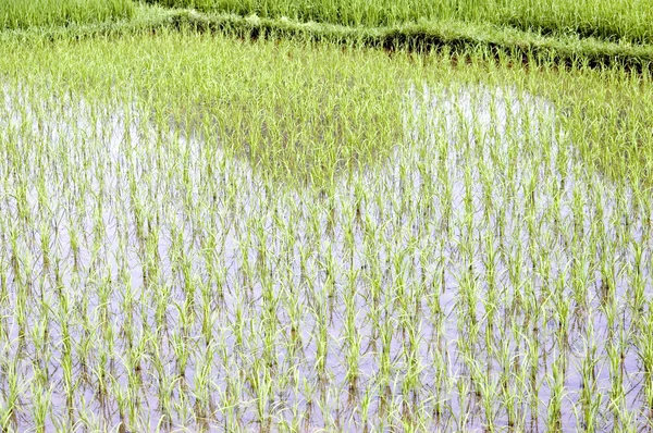 桂林中国の水田 — ストック写真