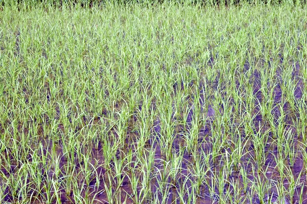 Čínské rýžové pole v guilin — Stock fotografie