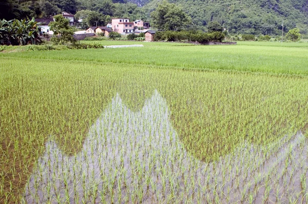 Reisfelder mit Spiegelungen — Stockfoto