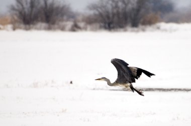 Vinç kuşlar kışın