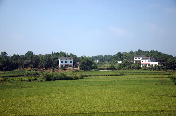 Reisfelder in China — Stockfoto