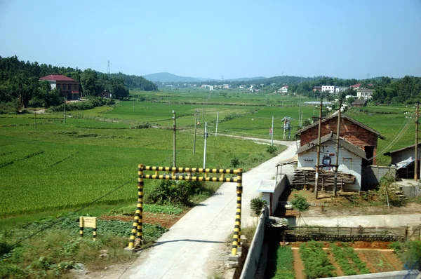 Reisfelder in China — Stockfoto