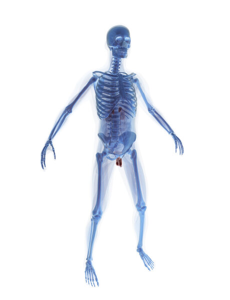 Human Body in 3D