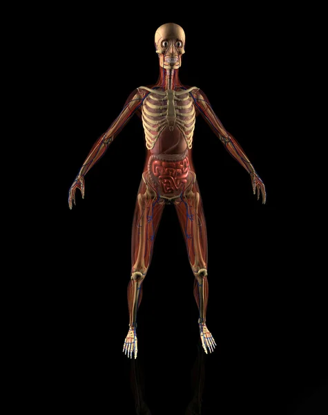 Anatomia — Zdjęcie stockowe