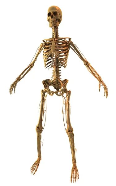 Golden Skeleton — Stock Photo, Image