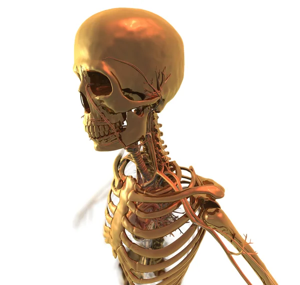 Golden Skeleton — Stock Photo, Image