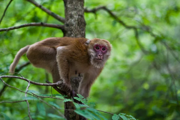 Singe sur l'arbre Photos De Stock Libres De Droits